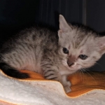 Savannah, Silver, Female, DOB 4-3-19