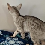 Savannah, Silver, Female, DOB 4-3-19