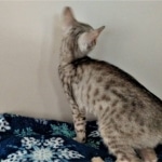 Savannah, Silver, Female, DOB 4-3-19