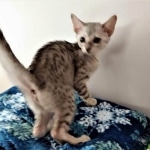 Savannah, Silver, Female, DOB 4-3-19