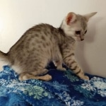 Savannah, Silver, Female, DOB 4-3-19