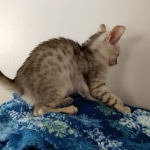 Savannah, Silver, Female, DOB 4-3-19