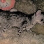 Savannah, Silver, Female, DOB 4-3-19