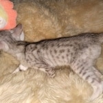 Savannah, Silver, Female, DOB 4-3-19