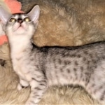 Savannah, Silver, Female, DOB 4-3-19