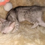 Savannah, Silver, Female, DOB 4-3-19