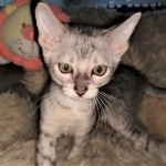 Savannah, Silver, Female, DOB 4-3-19