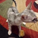 Savannah, Silver, Female, DOB 4-3-19