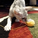 Savannah, Silver, Female, DOB 4-3-19