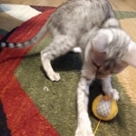 Savannah, Silver, Female, DOB 4-3-19