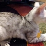 Savannah, Silver, Female, DOB 4-3-19