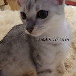 Savannah, Silver, Female, DOB 4-3-19