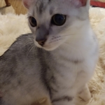 Savannah, Silver, Female, DOB 4-3-19