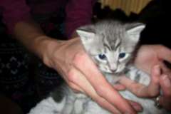 Savannah, F-7C Silver spotted female #1 DOB 1-17-18