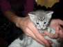 Savannah, F-7C Silver spotted female #1 DOB 1-17-18
