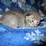 Savannah, F-7C, Silver Spotted, Female DOB 1-17-18