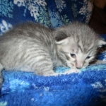 Savannah, F-7C, Silver Spotted, Female DOB 1-17-18