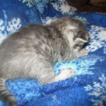 Savannah, F-7C, Silver Spotted, Female DOB 1-17-18