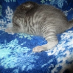 Savannah, F-7C, Silver Spotted, Female DOB 1-17-18