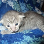 Savannah, F-7C, Silver Spotted, Female DOB 1-17-18