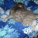 Savannah, F-7C, Silver Spotted, Female DOB 1-17-18