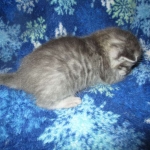 Savannah, F-7C, Silver Spotted, Female DOB 1-17-18