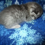 Savannah, F-7C, Silver Spotted, Female DOB 1-17-18