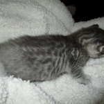 Savannah, F-7C, Silver Spotted, Female DOB 1-17-18