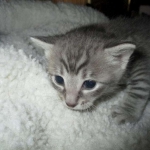 Savannah, F-7C, Silver Spotted, Female DOB 1-17-18