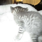 Savannah, F-7C, Silver Spotted, Female DOB 1-17-18