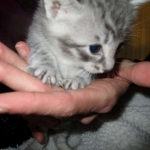 Savannah, F-7C, Silver Spotted, Female DOB 1-17-18