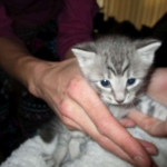 Savannah, F-7C, Silver Spotted, Female DOB 1-17-18