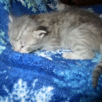 Savannah, F-7C, Silver Spotted, Female DOB 1-17-18