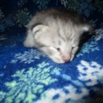 Savannah, F-7C, Silver Spotted, Female DOB 1-17-18