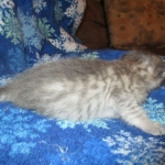 Savannah, F-7C, Silver Spotted, Female DOB 1-17-18