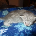 Savannah, F-7C, Silver Spotted, Female DOB 1-17-18