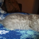 Savannah, F-7C, Silver Spotted, Female DOB 1-17-18