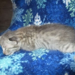 Savannah, F-7C, Silver Spotted, Female DOB 1-17-18