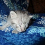 Savannah, F-7C, Silver Spotted, Female DOB 1-17-18