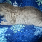 Savannah, F-7C, Silver Spotted, Female DOB 1-17-18