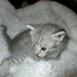 Savannah, F-7C, Silver Spotted, Female DOB 1-17-18