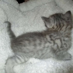 Savannah, F-7C, Silver Spotted, Female DOB 1-17-18