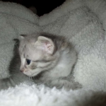 Savannah, F-7C, Silver Spotted, Female DOB 1-17-18