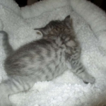 Savannah, F-7C, Silver Spotted, Female DOB 1-17-18