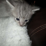 Savannah, F-7C, Silver Spotted, Female DOB 1-17-18