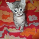 Savannah, F-7C, Silver Spotted, Female DOB 1-17-18