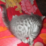 Savannah, F-7C, Silver Spotted, Female DOB 1-17-18