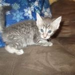 Savannah, F-7C, Silver Spotted, Female DOB 1-17-18