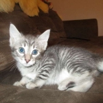 Savannah, F-7C, Silver Spotted, Female DOB 1-17-18