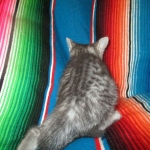 Savannah, F-7C, Silver Spotted, Female DOB 1-17-18